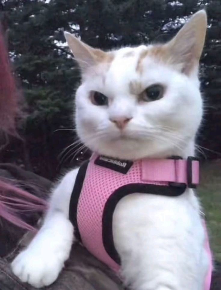 No Context Cats tweet media