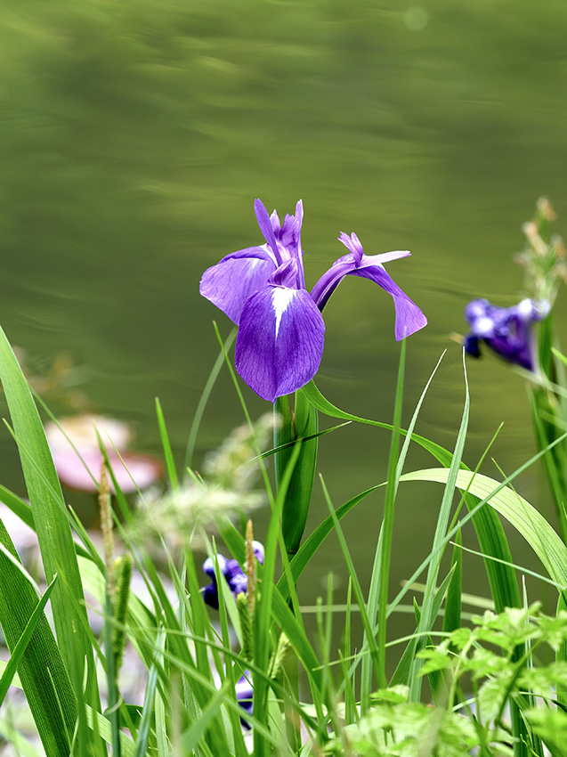 北海道、本州、四国、九州に分布するカキツバタ(燕子花、杜若)。 名前