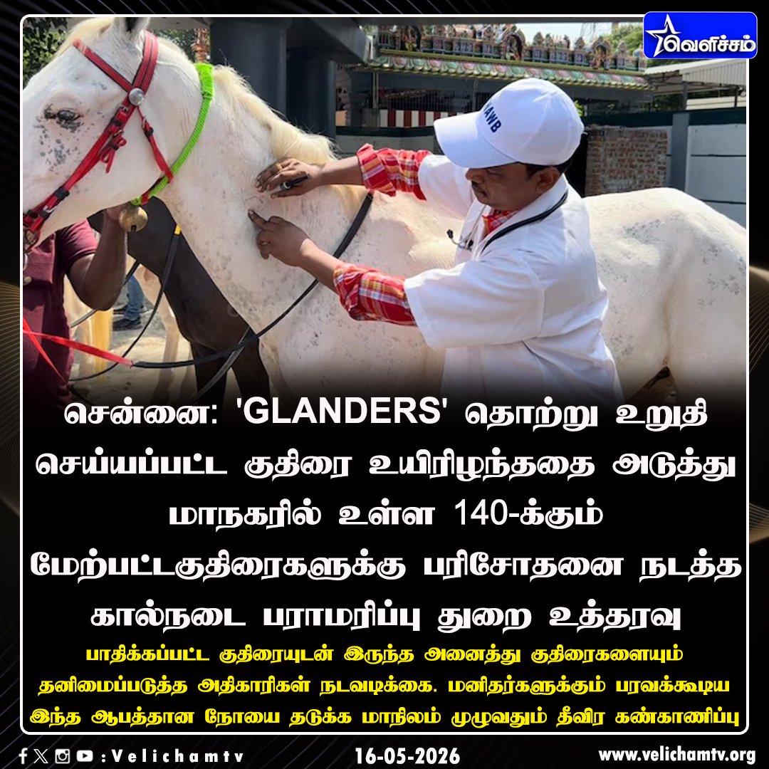 velichamtvtamil's tweet photo. சென்னையில் உள்ள 140-க்கும் மேற்பட்ட குதிரைகளுக்கு ‘கிளாண்டர்ஸ்’ தொற்று பரிசோதனை நடத்த உத்தரவு #Glanders | #Horse | #VelichamTV https://t.co/QKUTriuDu1