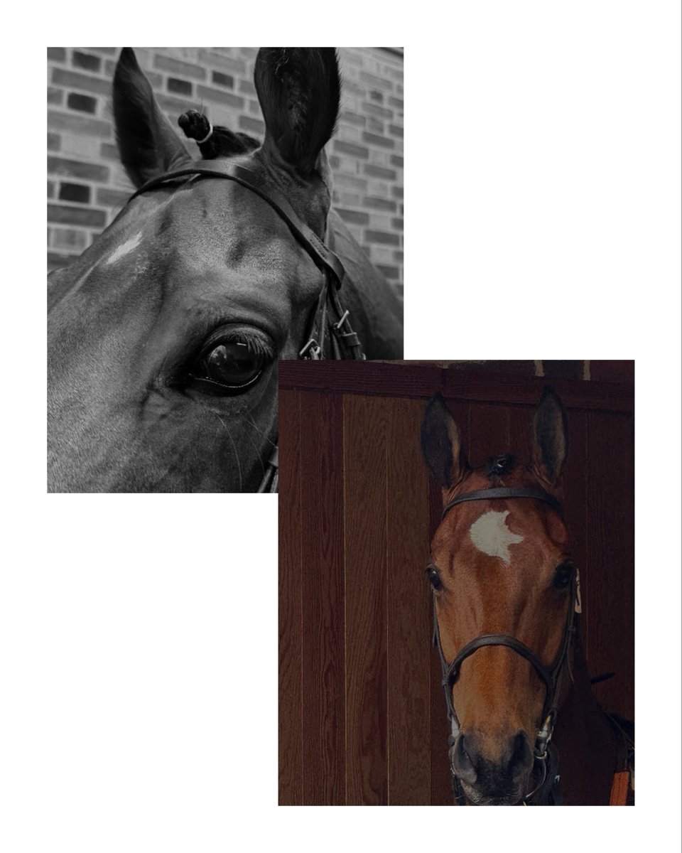 York Racecourse tweet media