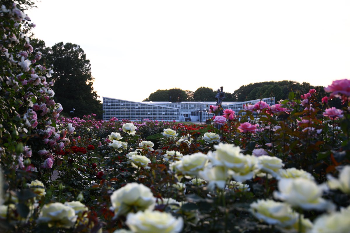 神代植物公園 【公式】 tweet media