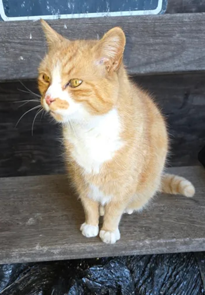 Moeilijker plaatsbare katten zoeken gouden mand tweet media