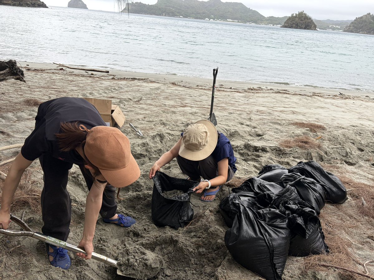 mt_seaturtle's tweet photo. 産卵のため砂浜に上がってきたお母さんウミガメが、なんの障害物もなく道路まで出られてしまう構造の扇浦海岸。交通事故などのリスクからウミガメを守るため、今年も土嚢を設置しました🐢

今年も小笠原村役場を始め、島内のたくさんの方のご協力で土嚢を積むことができました🙌土嚢積みのプロの皆さまのお陰でこんなに綺麗に積めています✨

扇浦海岸を利用される皆さまは、土嚢に座ったり、崩したりしないようご協力をお願いいたします🙏