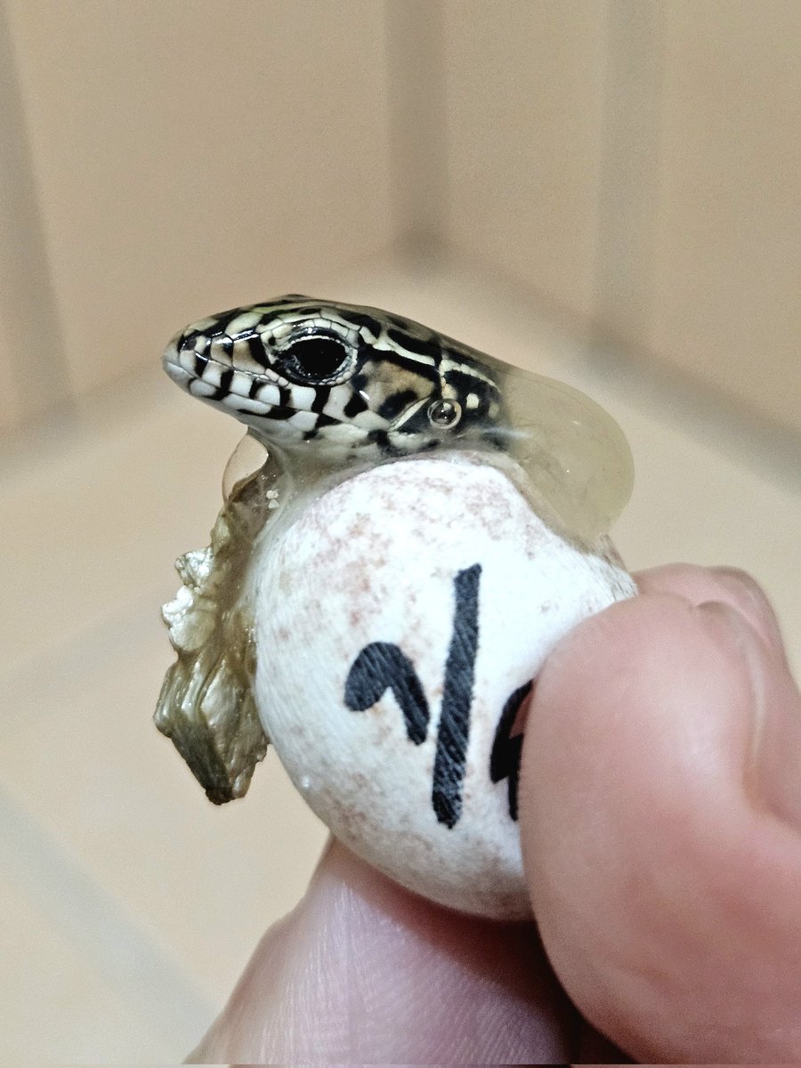 skinks_kj's tweet photo. 首次繁殖的華麗盾甲蜥（Zonosaurus ornatus）終於出殼啦
20260306～20260515
カザリオビトカゲ、初の繁殖個体がついにハッチ（孵化）しました！
First successful breeding of the Ornate Girdled Lizard! It has finally hatched. https://t.co/AWn853SiVo