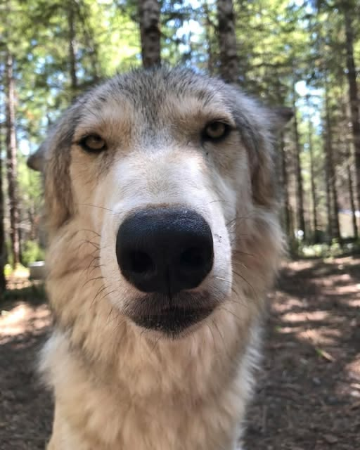 woof "pronouns" woofington tweet media