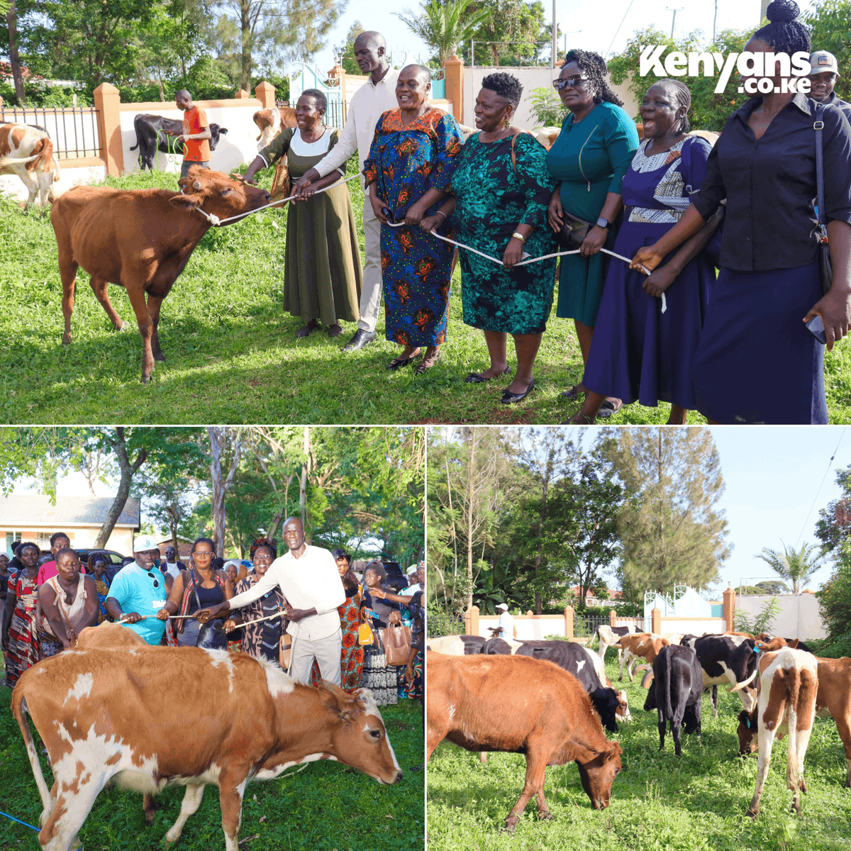 Kenyans's tweet photo. Orengo empowers women groups in Siaya with dairy cows worth Ksh8.9 million https://t.co/PfO3cNqVTI