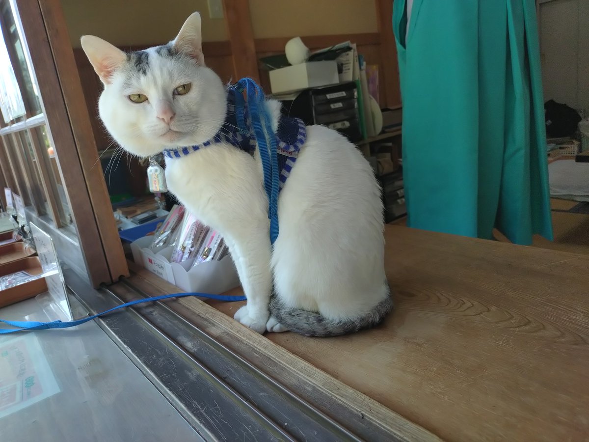 木山神社の招き猫 テン tweet media