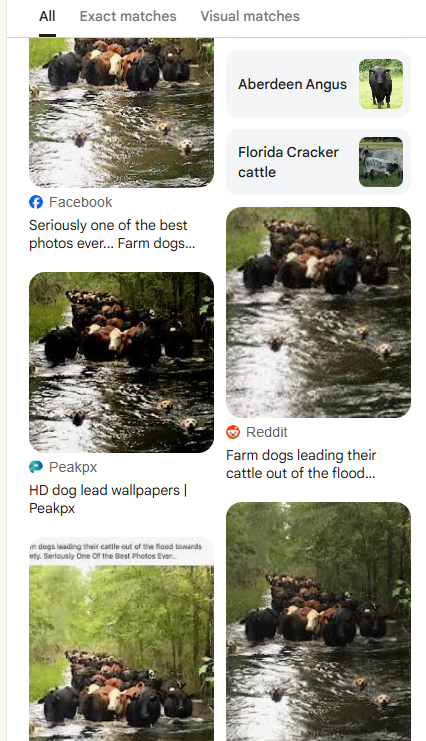 devyehudi's tweet photo. Take a look at this post, that had gone SUPER viral  
An escape from a flood in florida of 4 dogs and a cattle  This post is so viral, and it has SO many sources 

 Just reverse search the image  

The herd was literally saved thanks to the 4 dogs https://t.co/daL65kMLSS