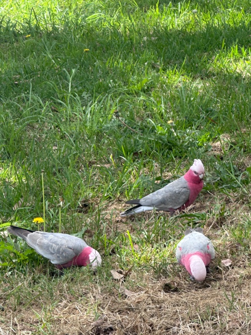 HawaWind's tweet photo. First time seeing these pink fuckers. https://t.co/0uNGggq0Zm