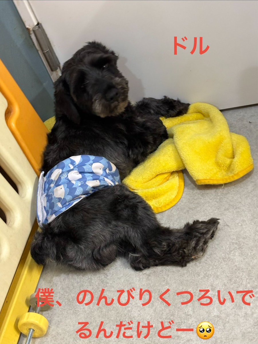 petfelice保護犬猫シェルター大宮見沼店 tweet media