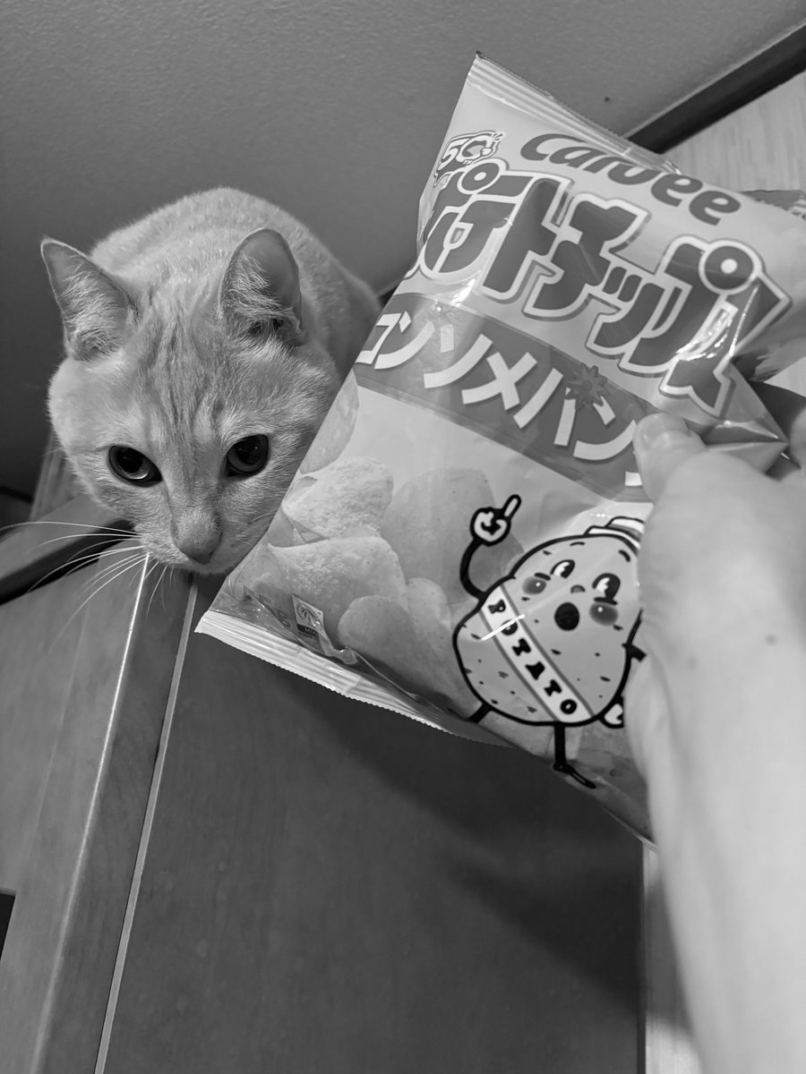 星猫堂 tweet media
