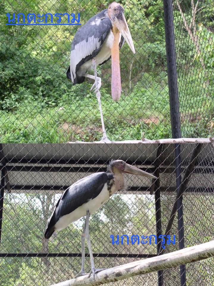 สวนสัตว์เปิดเขาเขียว Khao Kheow Open Zoo tweet media
