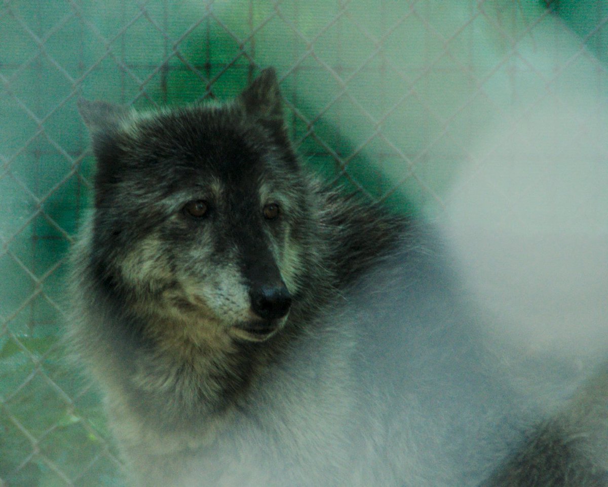 Zebdoesntglow's tweet photo. This is Waffles! For real this time... This beautiful girl was a little anxious from the many kids on a field trip and had the zoomies. Don't worry girlie, i still got a glamor shot. You can visit her at Wild Animal Adventures in Stanton, MO! https://t.co/am8Geks3V2
