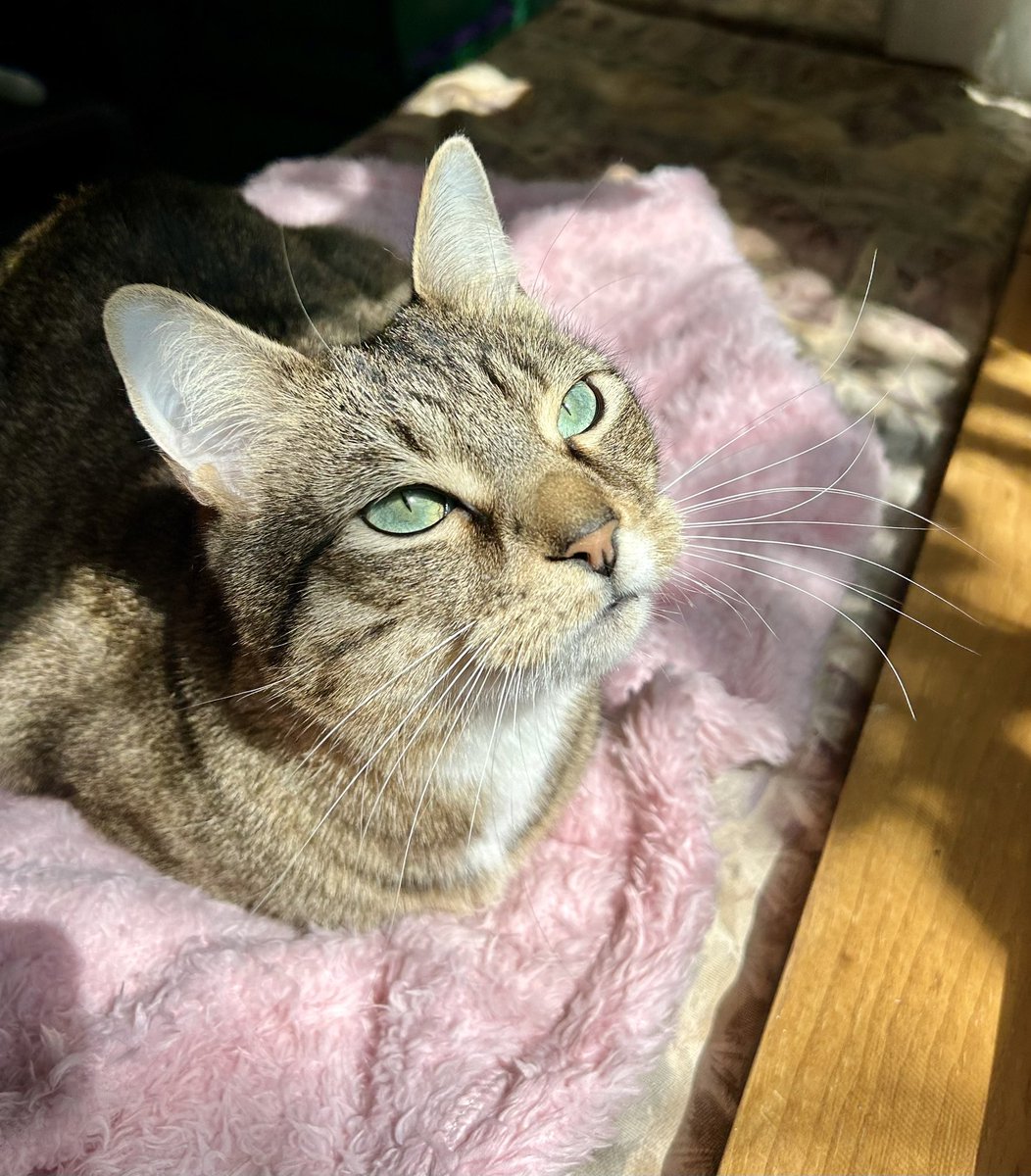 ShaniasVersion's tweet photo. In this house we’re soaking up the sunshine today ☀️💖 https://t.co/l0JLSdZcp5