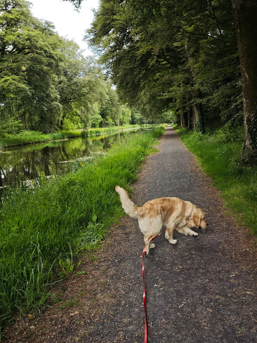 Fanchassain's tweet photo. Dernier jour des vacances et il pleut. Alors Baïkal m'a emmené promené que quatre fois depuis ce matin. Balade autour du Blavet aux alentours de Rostronen. La pluie, Baïkal il s'en fout https://t.co/ALqwrl5iU6
