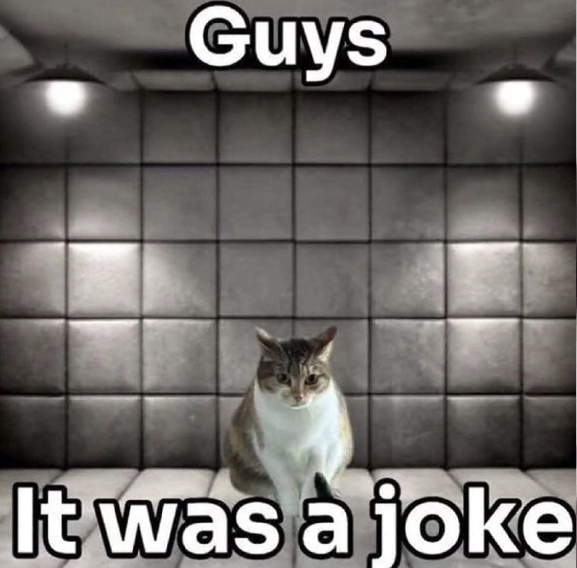 LiterallyMeCats tweet media
