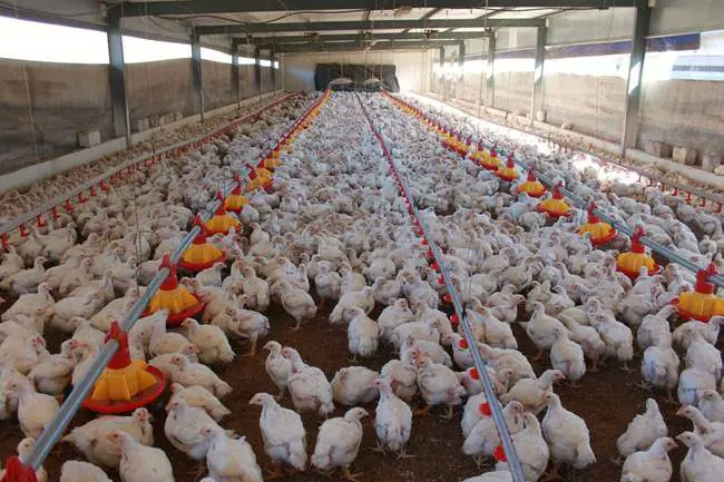 African Farming tweet media