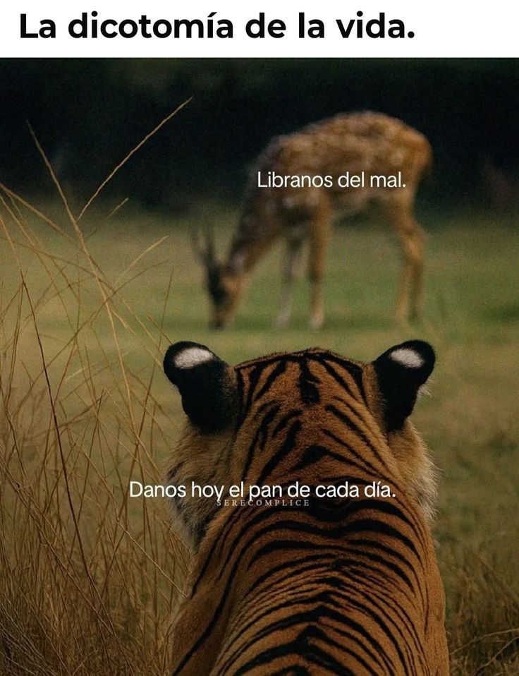 Enséñame de Ciencia tweet media