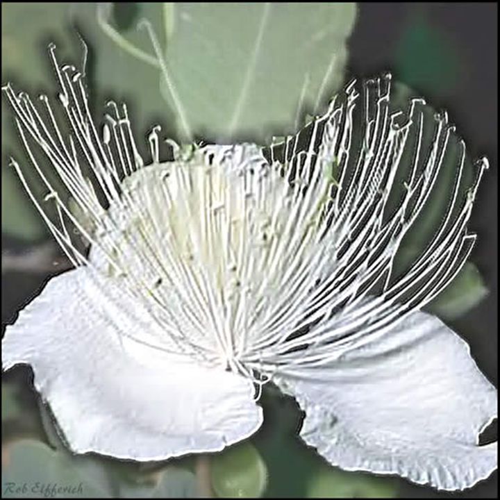 robelfferich's tweet photo. Art of the Day! "White flower". Buy at: https://t.co/51u1mdz6V9 https://t.co/JfIoP2XoN0