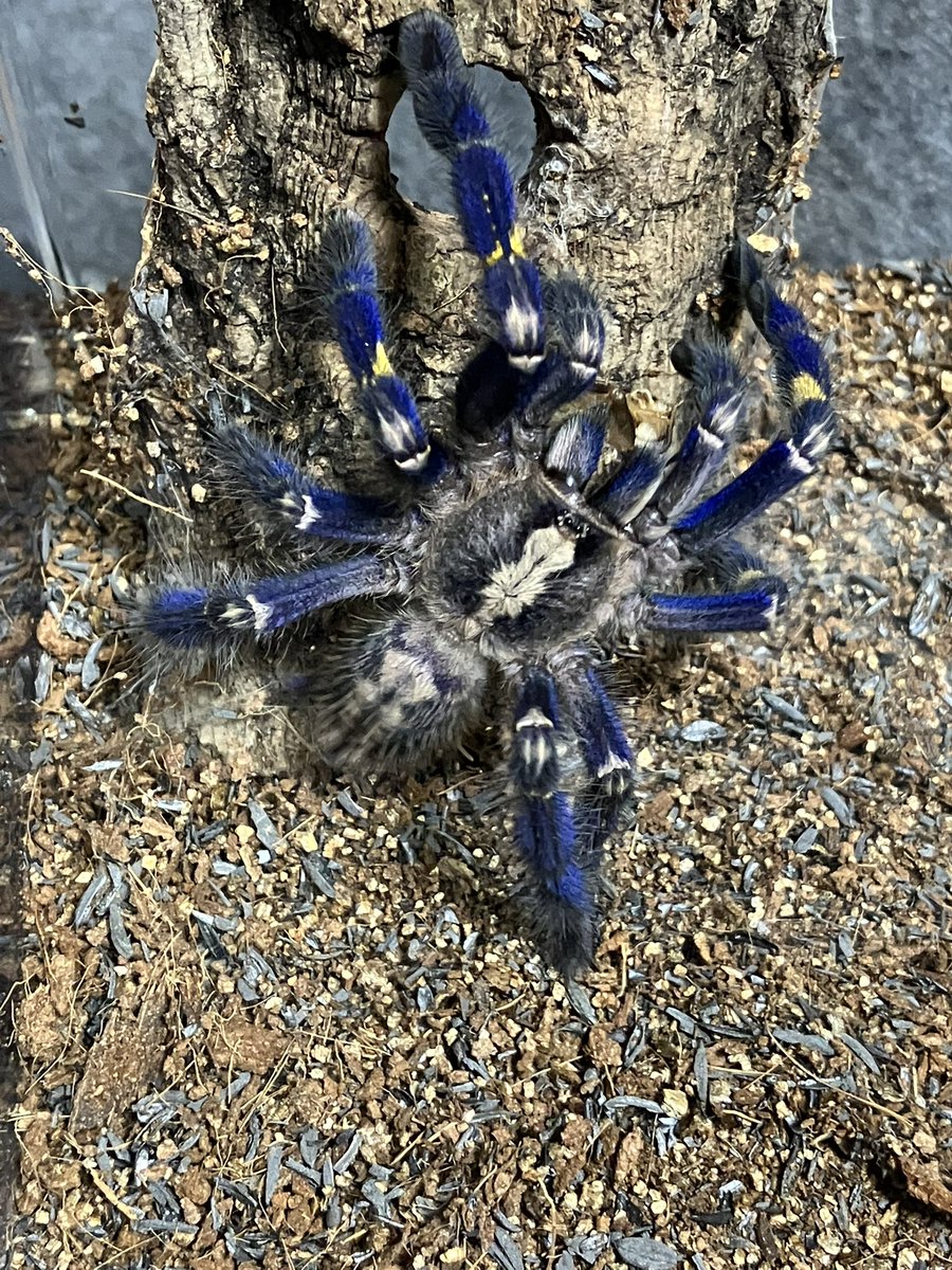 Tsutidapelma sp. “lot of hair” tweet media