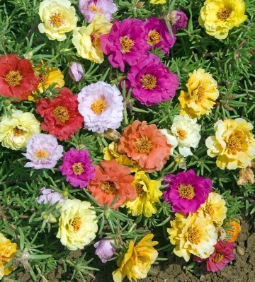 alaintora's tweet photo. Les fleurs saisonnières pour balcon

Plantes de jardinières par excellence, les géraniums de balcon, bégonias, pétunias et surfinias comptent parmi les fleurs de balcon les plus traditionnelles.
https://t.co/UoOnfBFDdz https://t.co/UZHvHPKr33