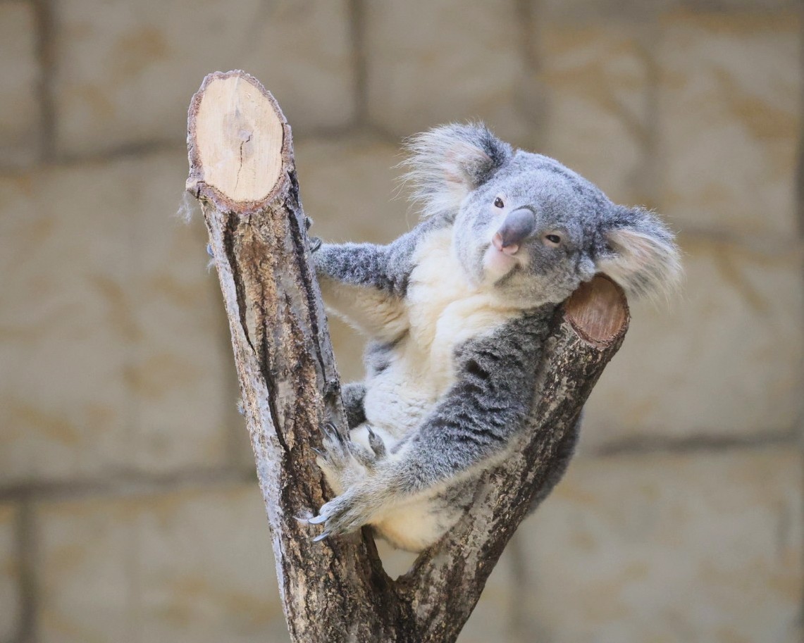 おもちちゃんで お休みなさい🐨💤 ＃東山動植物園 ＃コアラ