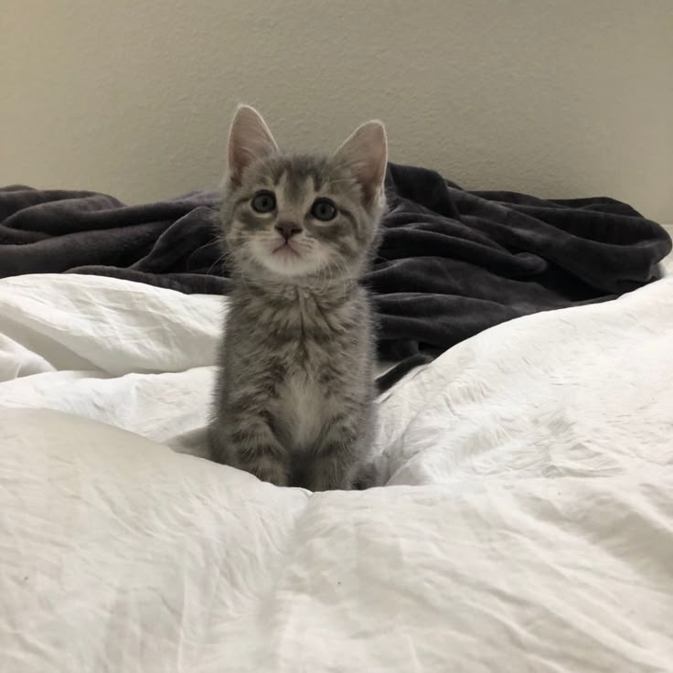 nekocatts's tweet photo. 🤏 https://t.co/L32RrUQzsE