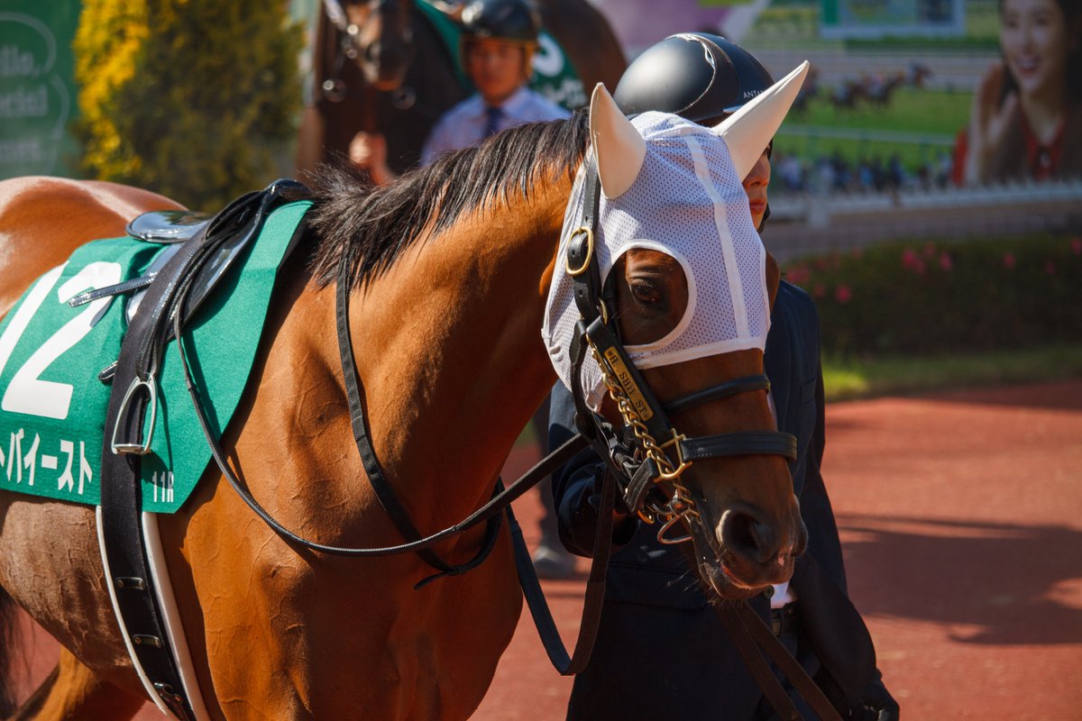 2026/5.16 新潟競馬11R 新潟大賞典 セキトバイースト 2026/5.16 新潟競馬11R 新潟大賞典 セキトバイースト