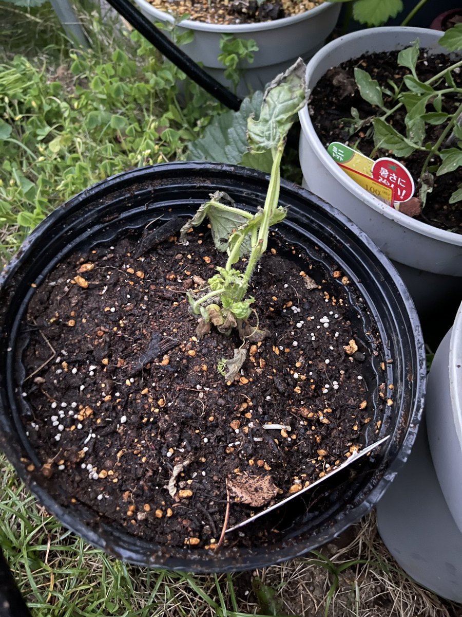 スイカを植え付けました 鉢植えスイカなので鉢植えです さてどうなる