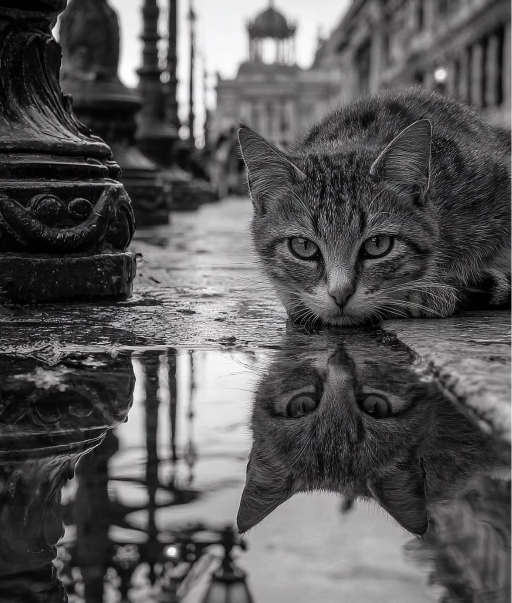 Emotions_2025's tweet photo. 🖤🤍🖤🤍🖤🤍🖤🤍🖤🤍🖤🤍🖤 https://t.co/8qVbUjHrQ8