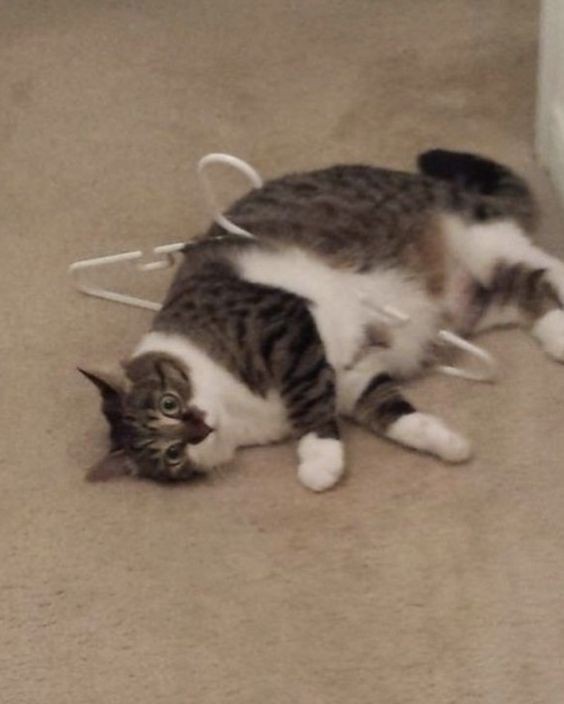nocontextscats's tweet photo. Stuck https://t.co/lOc2qpXXLi
