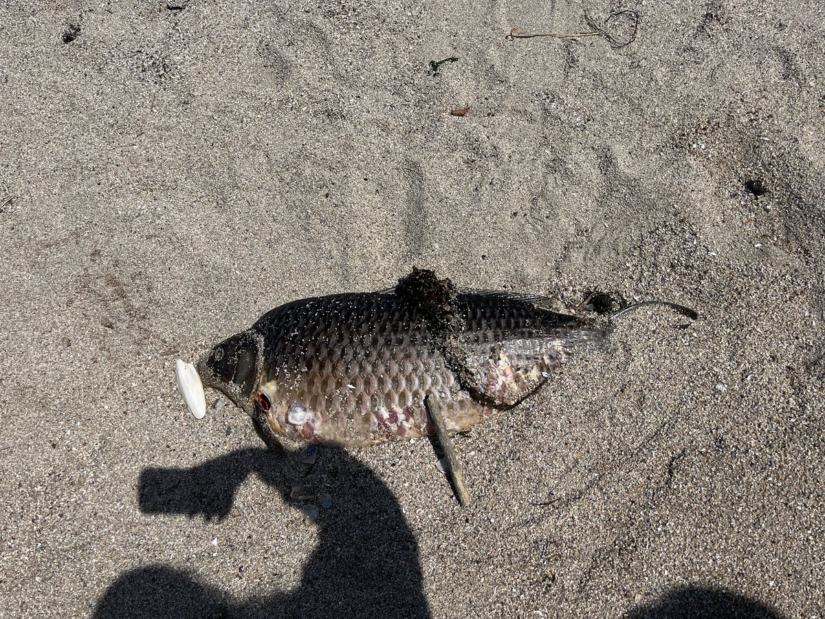 ikoi_reality's tweet photo. 海に行ったら打ち上げられた大きな魚

魚に疎くてフナにしか見えないけど誰…

めっちゃテンション上がった https://t.co/zk5Cj9abz3