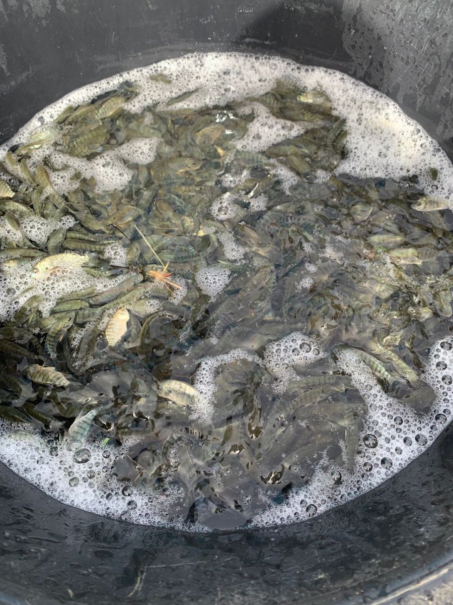 Agence Nationale de l'Aquaculture Sénégal tweet media