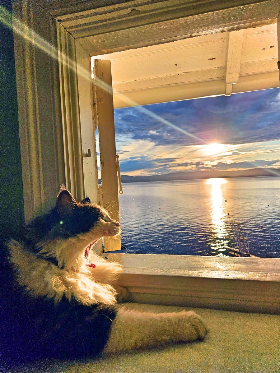 The Spirit of Lorenzo the Cat tweet media