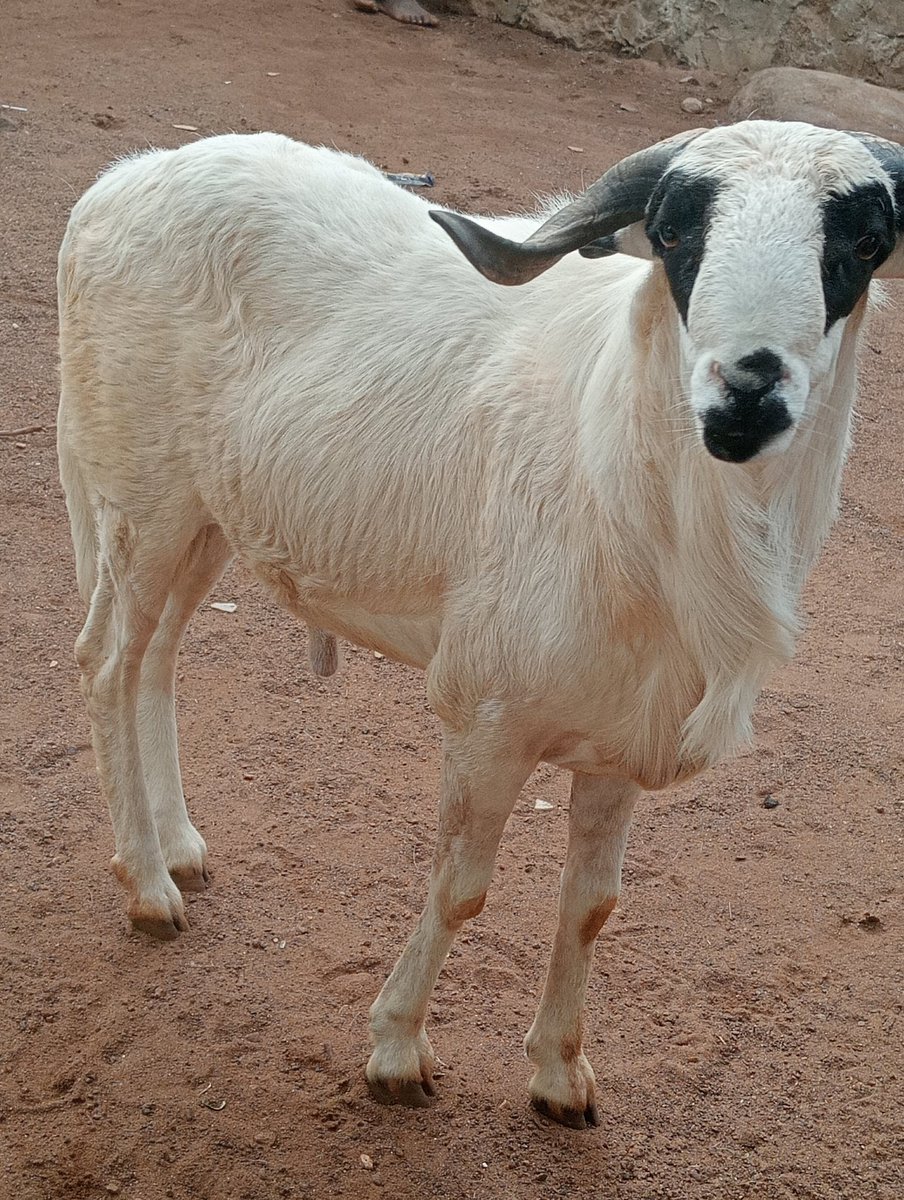 omoakoms's tweet photo. Happy Sallah in advance. Rams are available for sale at affordable price

Location : Saki, Oyo State. https://t.co/oesXohYuUZ