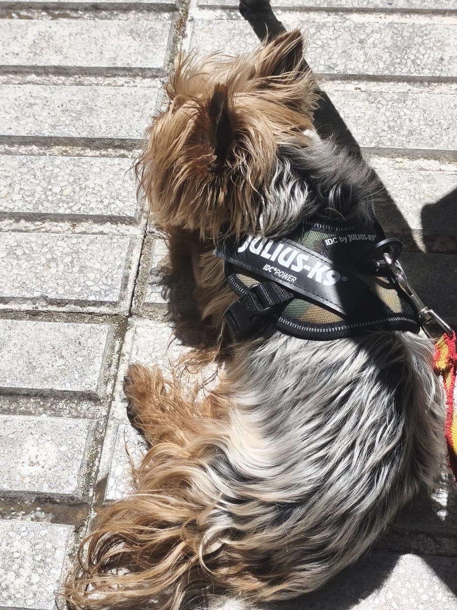 cid_lauri's tweet photo. 🐶 #Kenai al sol y #Koda a la sombra, cada uno a su gusto 🐾🐶. Yo me quedo con él ☀️. #FelizSábado https://t.co/ZokWRiRqIo