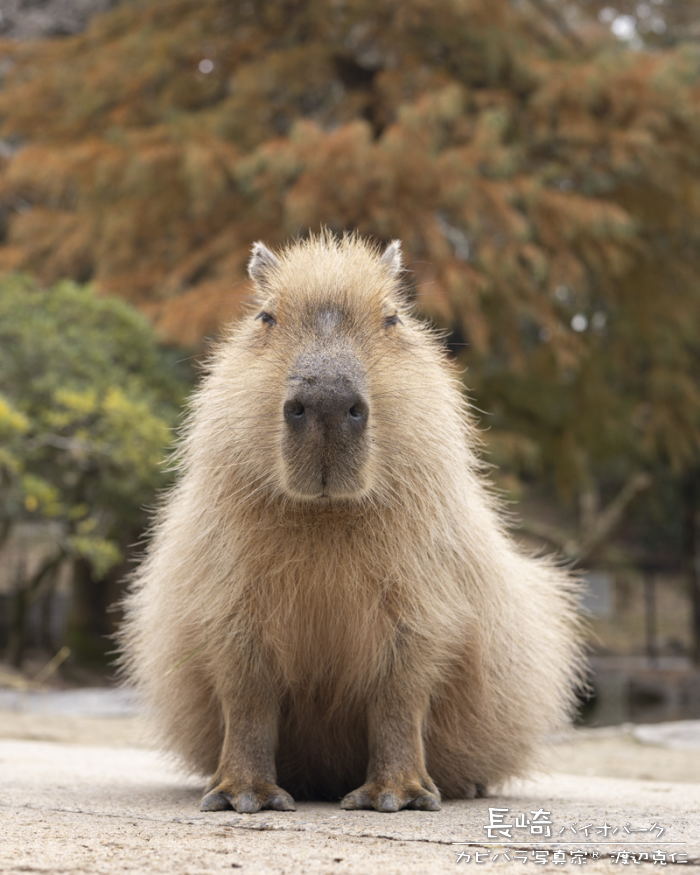 カピバラ写真家〇渡辺克仁 (@capybarahp) / Posts / X
