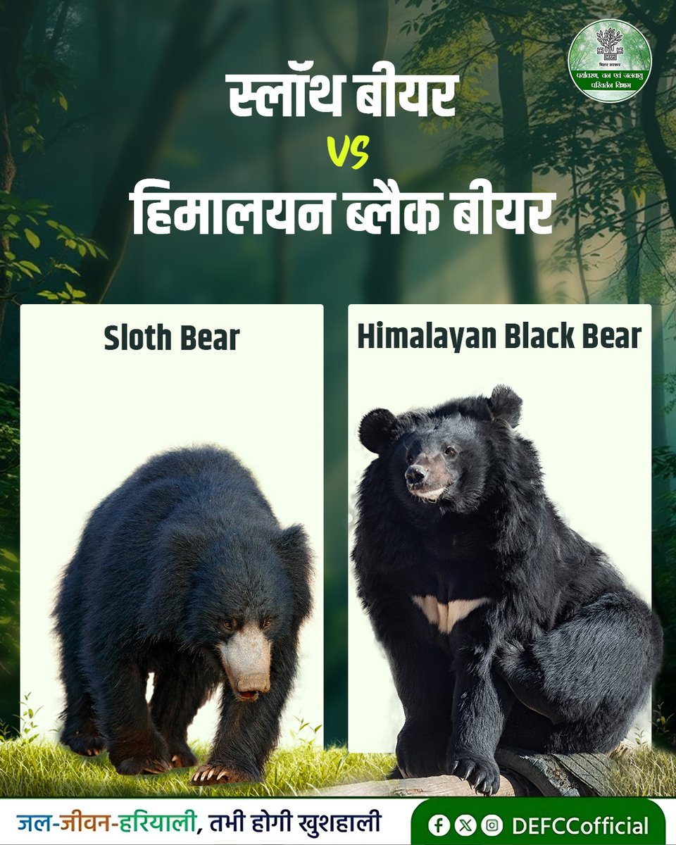 DEFCCOfficial's tweet photo. स्लॉथ बियर और हिमालयन बियर भालू की ही दो अलग-अलग प्रजातियाँ हैं, जो अपने आवास, व्यवहार और शारीरिक विशेषताओं के कारण अलग पहचान रखती हैं। इस पोस्ट के माध्यम से जानिए इन दोनों प्रजातियों से जुड़ी महत्वपूर्ण और रोचक जानकारी।
@IPRDBihar @moefcc
#slothbear #HimalayanBlackBear #Bear #WildlifeAwareness #WildlifeFacts