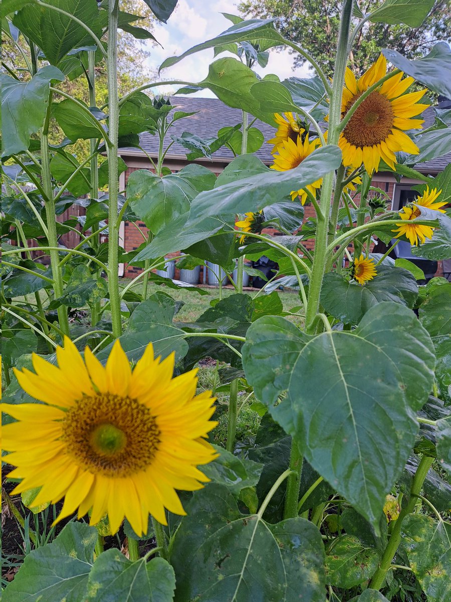 MeowsTheTime tweet media