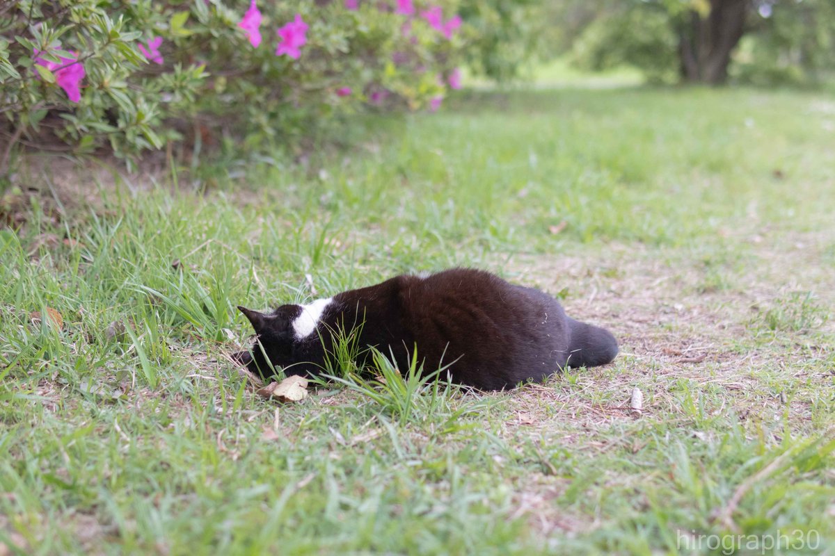 猫写真家 サトウヒロキ tweet media