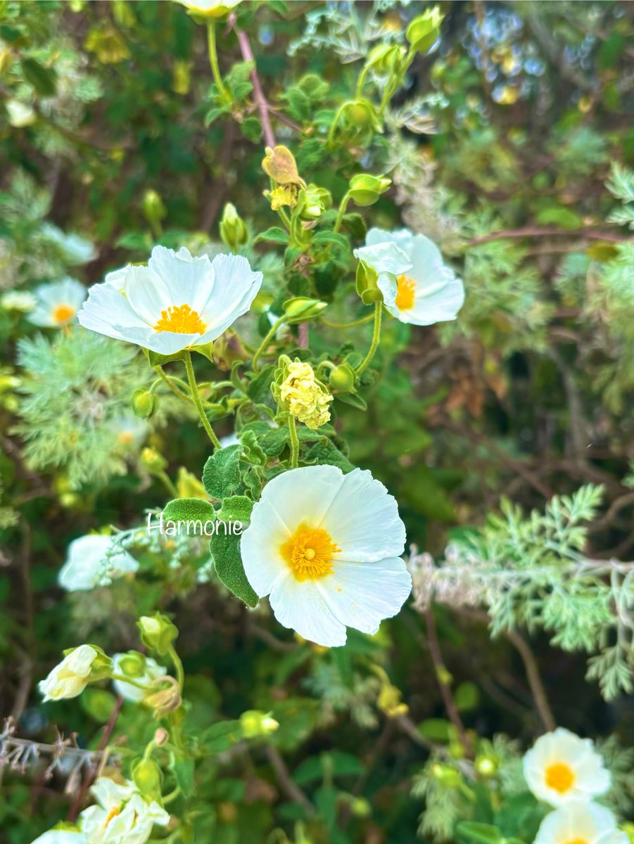 🕊️Harmonie tweet media