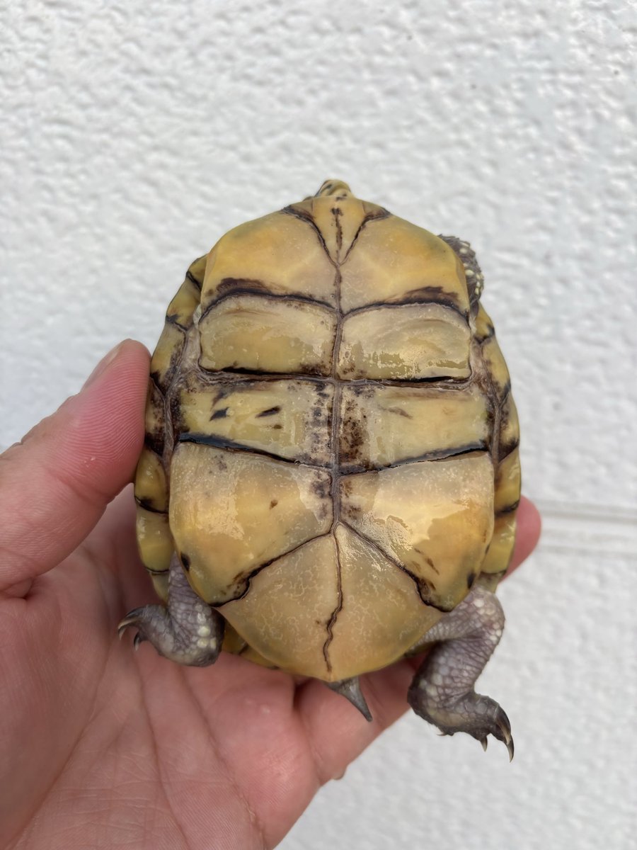 Foster0928rep's tweet photo. 入荷ミツユビハコガメ♂2022
イエロースポットの♂になります！
ペニスは確認済み🐢
ジャングルハンター岡山に連れて行きます🐢
#Foster
#ジャングルハンター岡山 https://t.co/GHc0ToYTjz