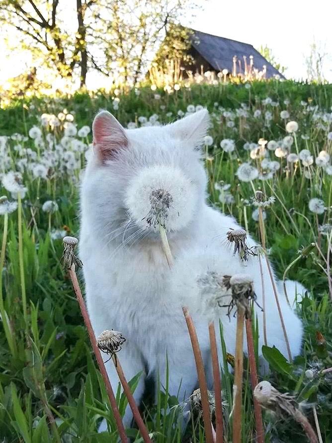 Cat 🐈 tweet media