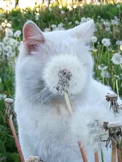 Cat 🐈 tweet media