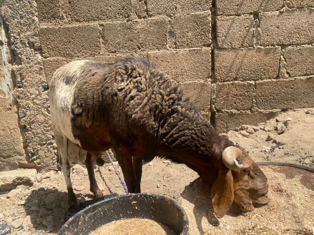 A_kamfani's tweet photo. @whitenigerian Good afternoon my boss i have these king size rams at a very affordable rate for gift and personal use for eid 
Patronize me sir https://t.co/TpIDE2jt69