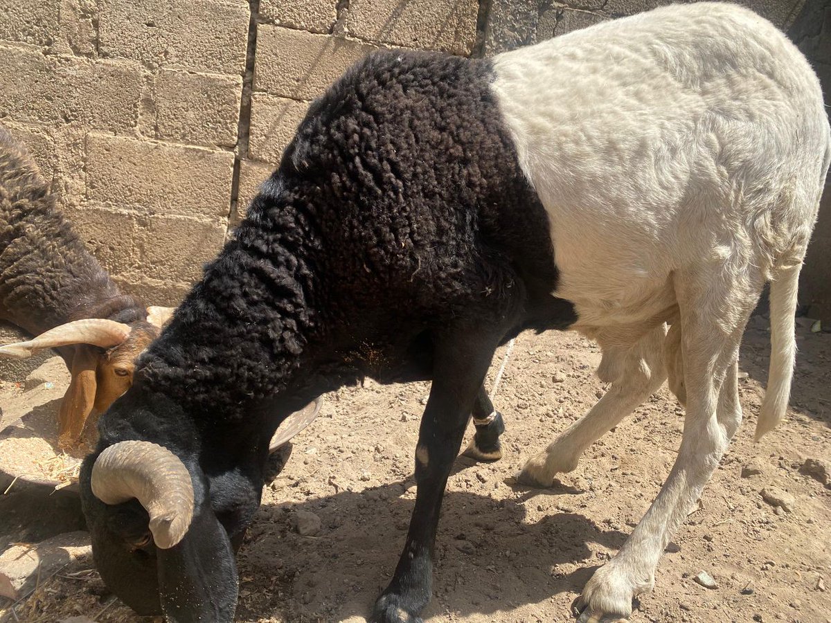 A_kamfani's tweet photo. @CaptJamyl 
Good afternoon my boss I have rams a d cows for sale as eid is fast approaching at a reasonable rate for gift and personal use please patronize me https://t.co/ShHxezdkJy