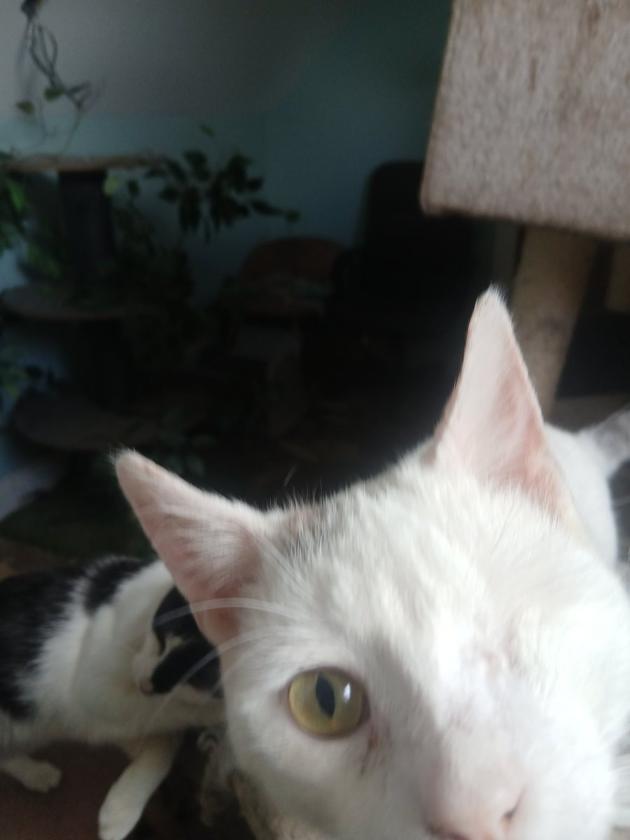 catlowry54's tweet photo. Mission was accomplished. His little testicles were found!!!!  So #leanbh has fully recovered from surgery &amp; is a fear now who can mingle with the ladies &amp; he isn't wasting any time. #rescuedkitten #neuteryourcat https://t.co/48BJVMPUpg