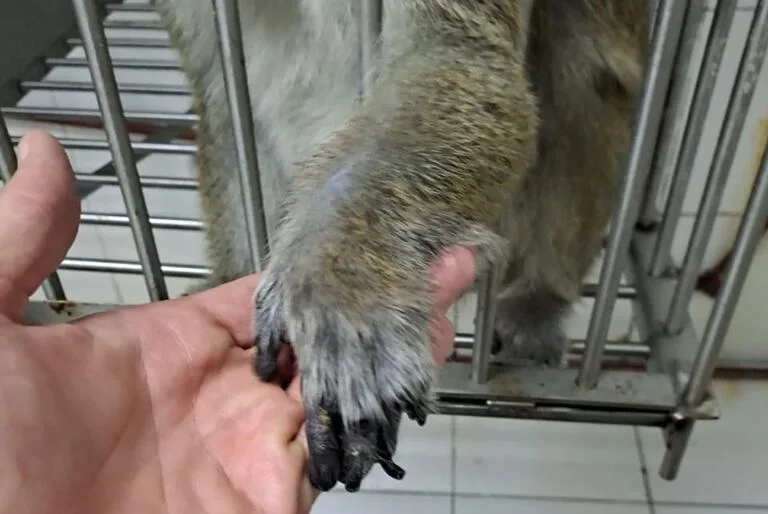 StopCamarles's tweet photo. En 2021, el CEMIC dejó de experimentar con primates y, aunque 41 monos pudieron ser enviados a un santuario (15 murieron en el CEMIC antes de poder ser rescatados), 7 macacos aún siguen encerrados en jaulas diminutas en un sótano, sin apenas poder moverse y sin ver la luz del sol https://t.co/J3XWrkhlSU