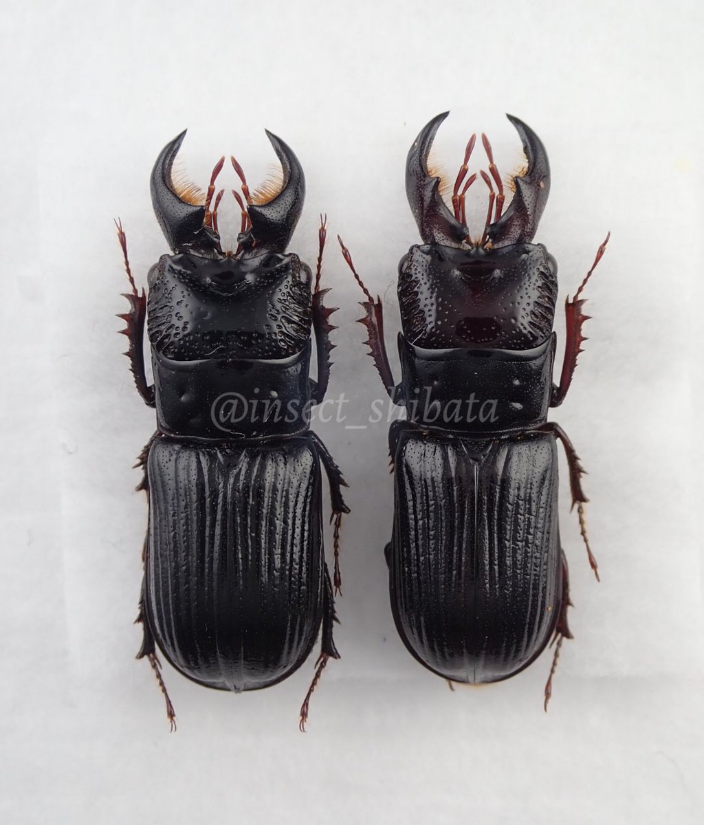 nebuto (@insect_shibata) / Posts / X