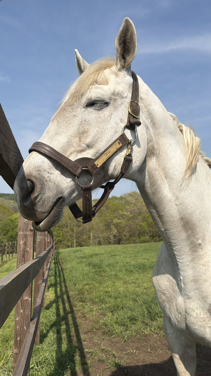 🐴ぷぅ tweet media
